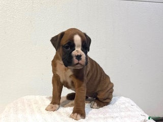 Boxer dogs Ava - Ad 27