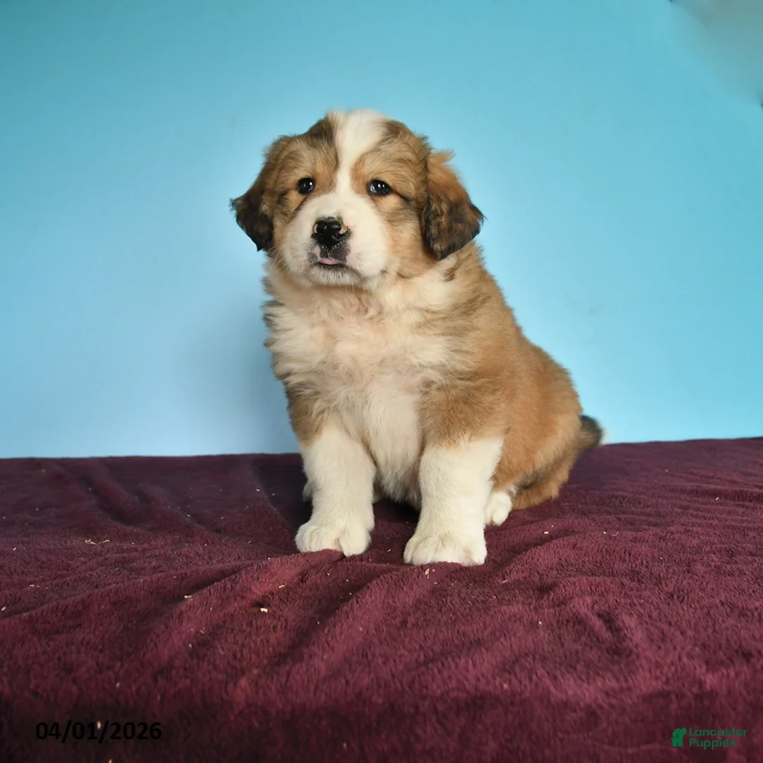 Mixed Breed dogs for sale: Caramel - Ad 1