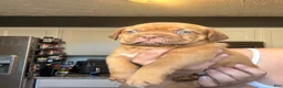 Dogue De Bordeaux dogs for sale: Dogue De Bordeaux Puppy 5 - Ad 22