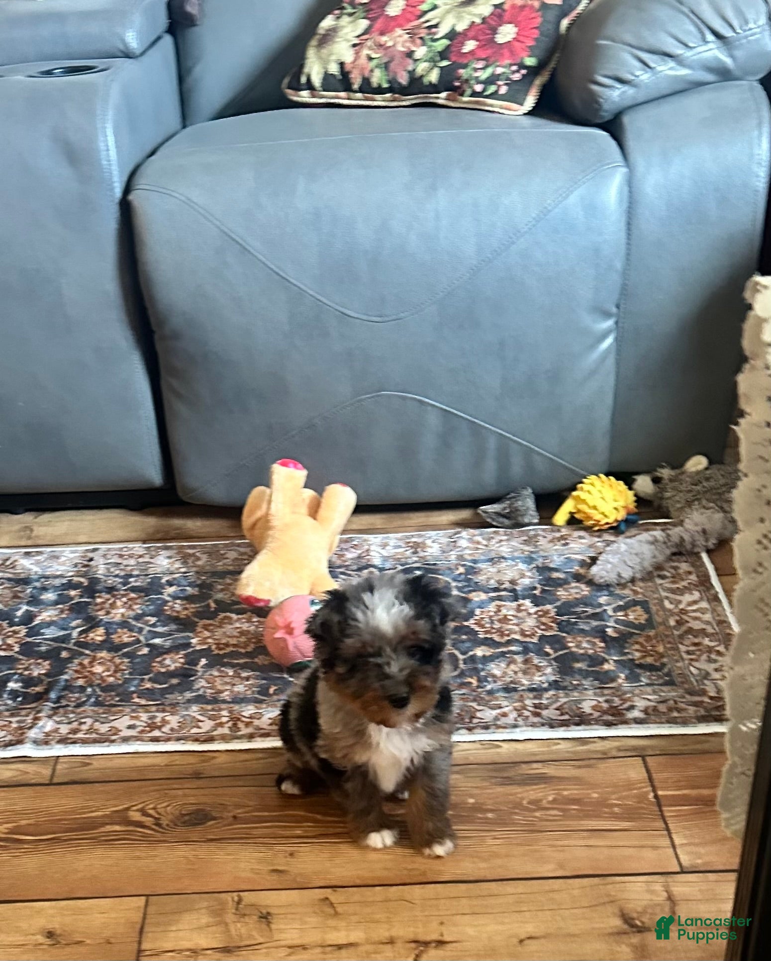 Mini Bernedoodle dogs for sale: Bernie - Ad 2