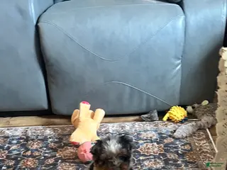 Mini Bernedoodle dogs for sale: Bernie - Ad 2