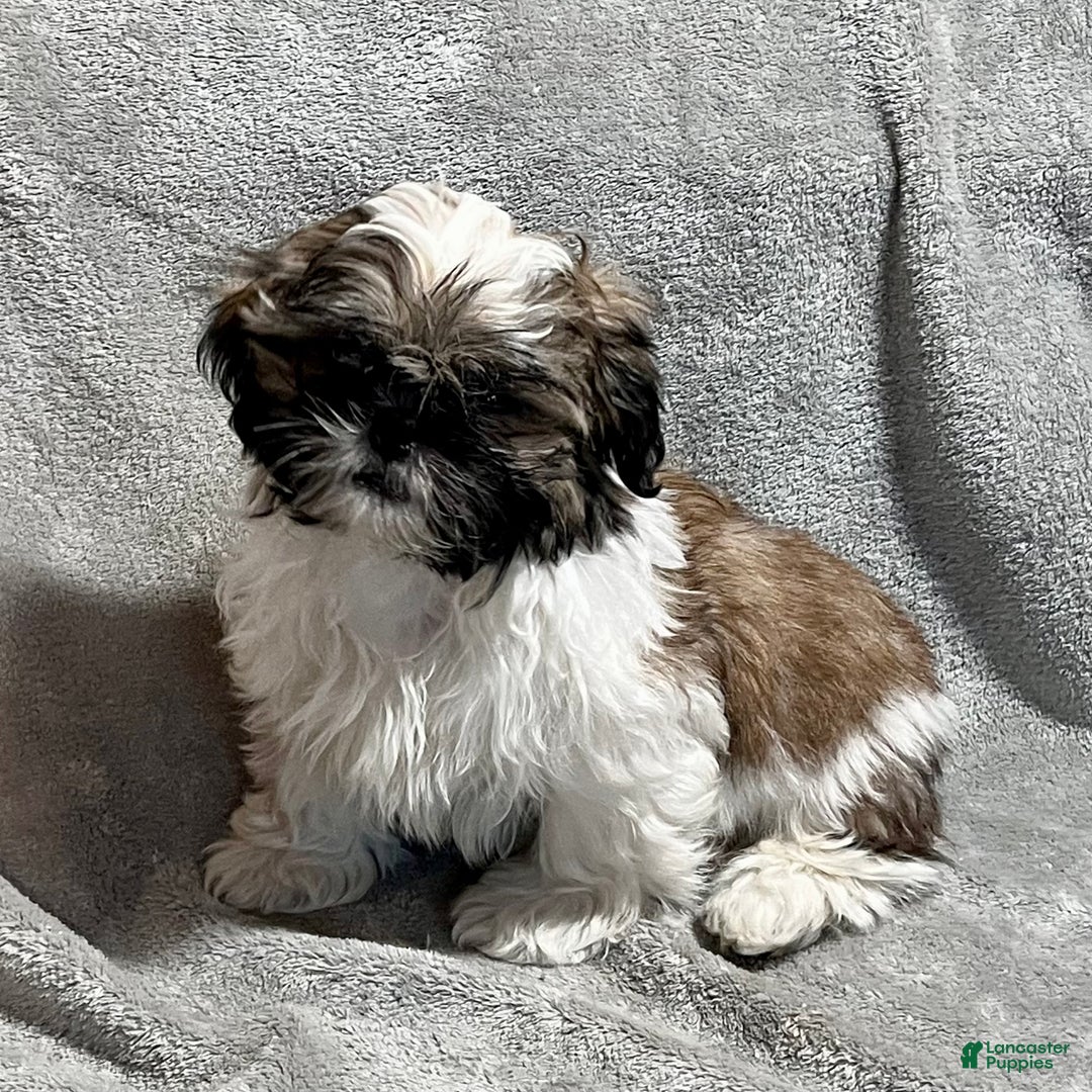 Shih Tzu dogs for sale: Markus - Ad 3
