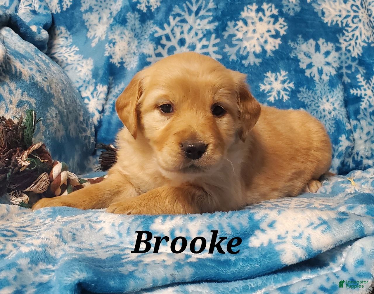Golden Retriever dogs Brooke - Ad 18