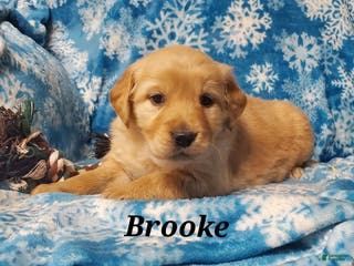 Golden Retriever dogs Brooke - Ad 18