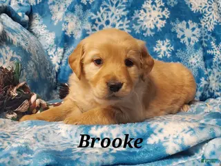 Golden Retriever dogs Brooke - Ad 7