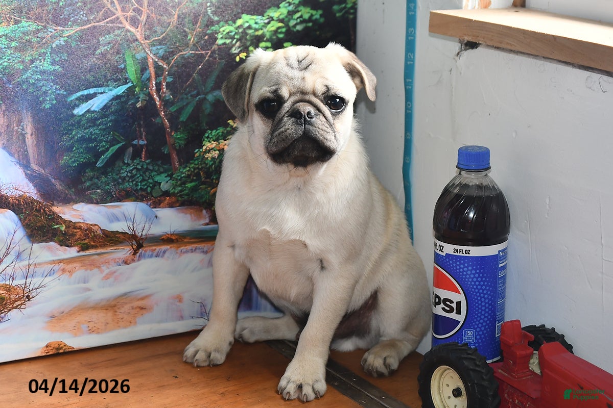 Pug dogs Donald - Ad 1