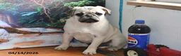 Pug dogs for sale: Donald - Ad 1