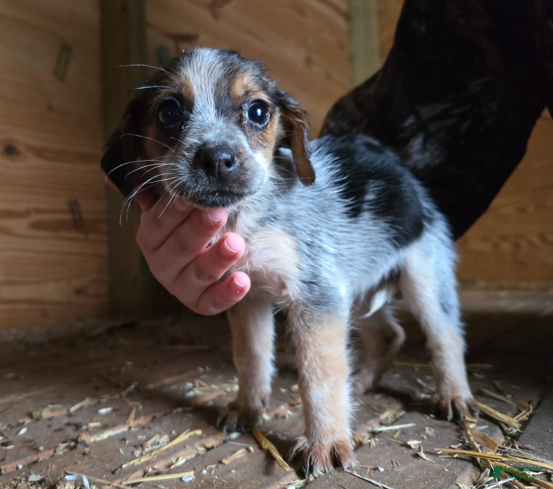 Beagle dogs for sale: Betty The Beagle - Ad 2