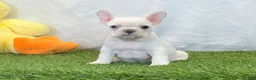 French Bulldog dogs for sale: Dixie - Ad 6