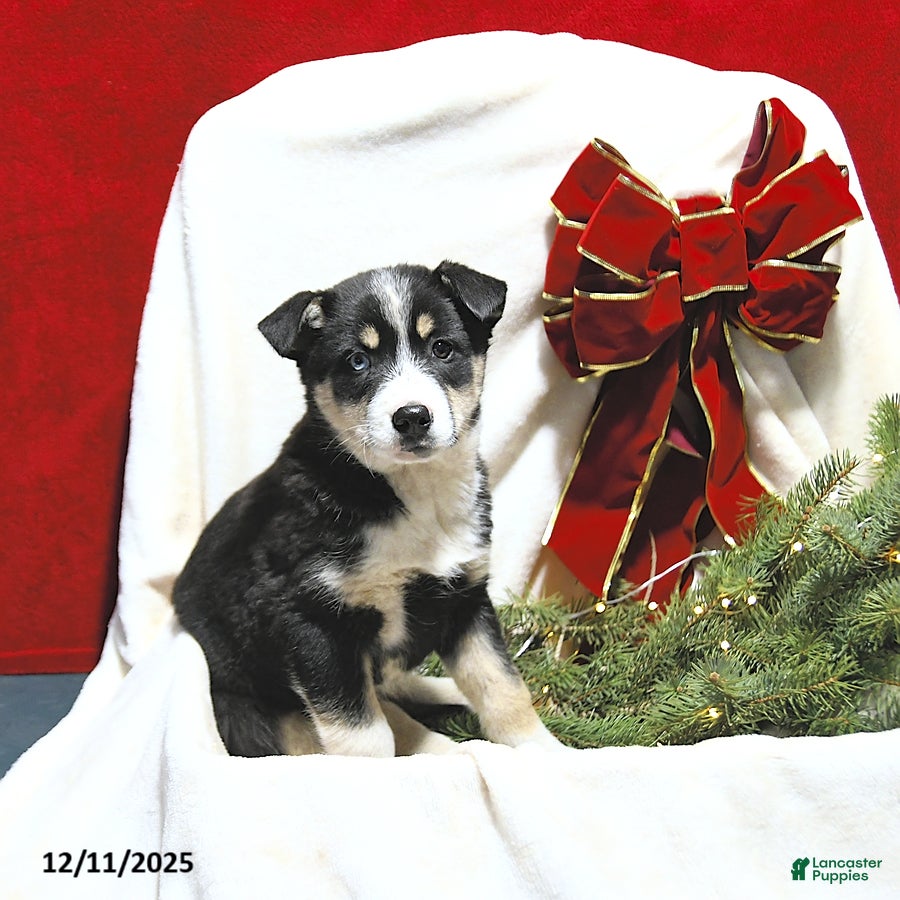 Mixed Breed dogs Bella   - Ad 32