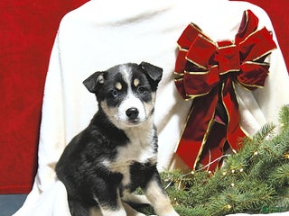 Mixed Breed dogs Bella - Ad 36