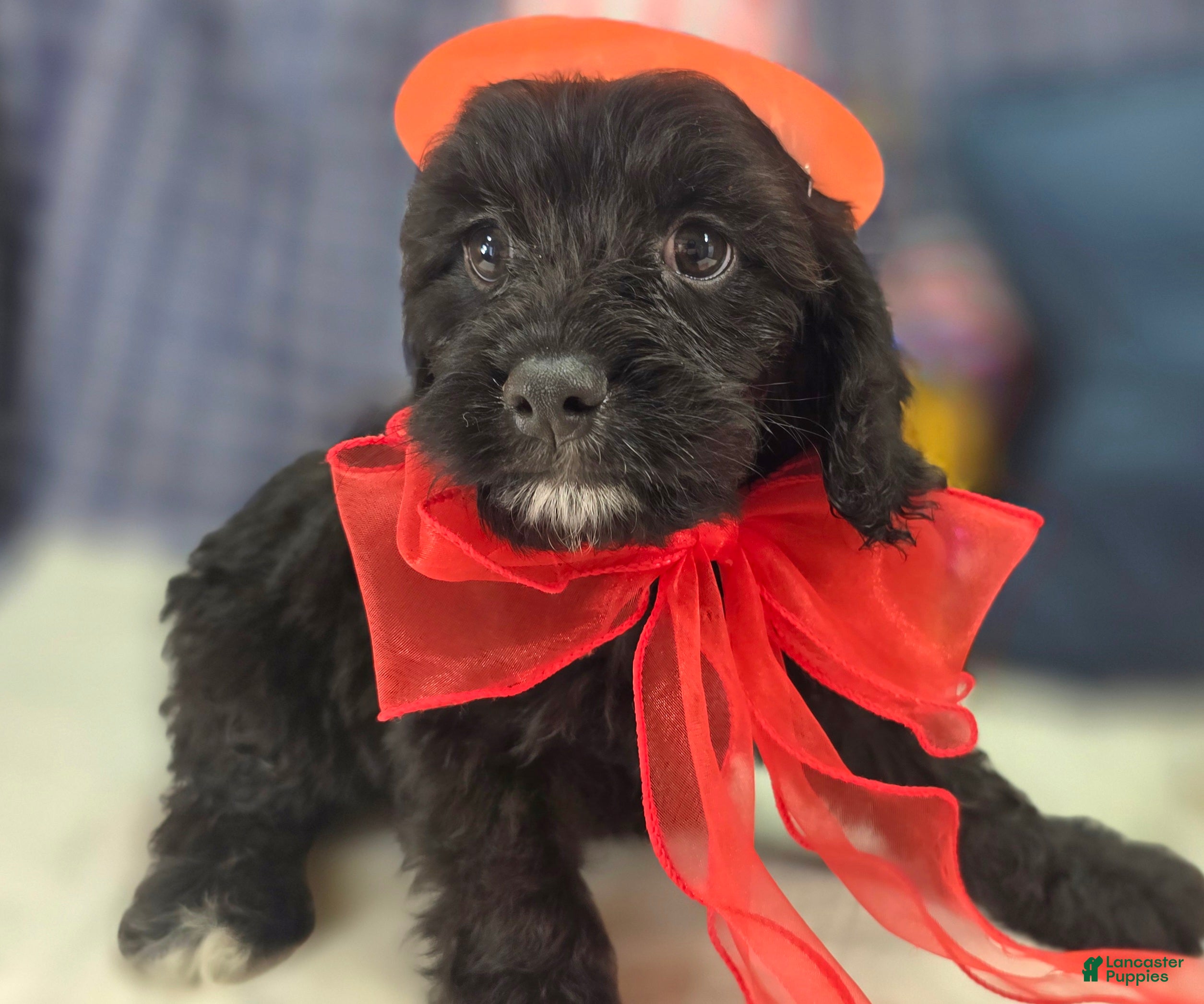 Cavapoo dogs Trigger - Ad 7
