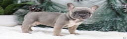 French Bulldog dogs for sale: Fern - Ad 5