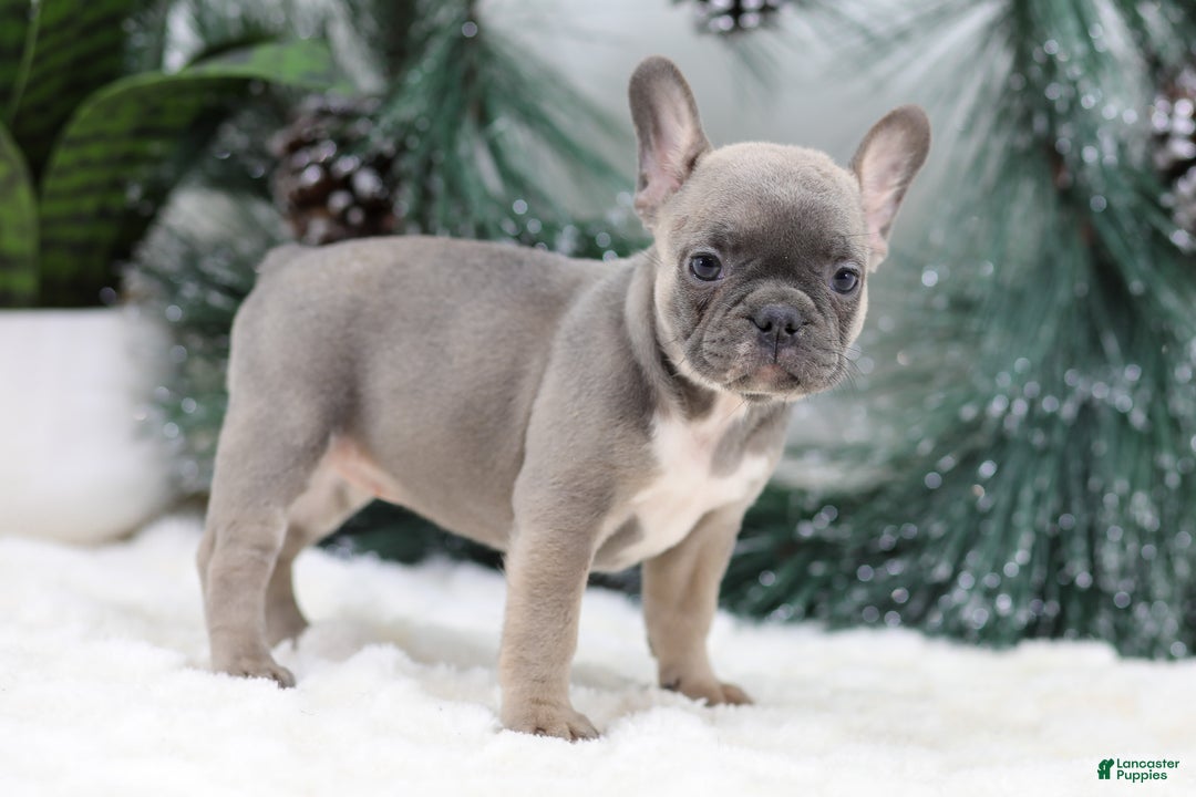 French Bulldog dogs for sale: Fern - Ad 5