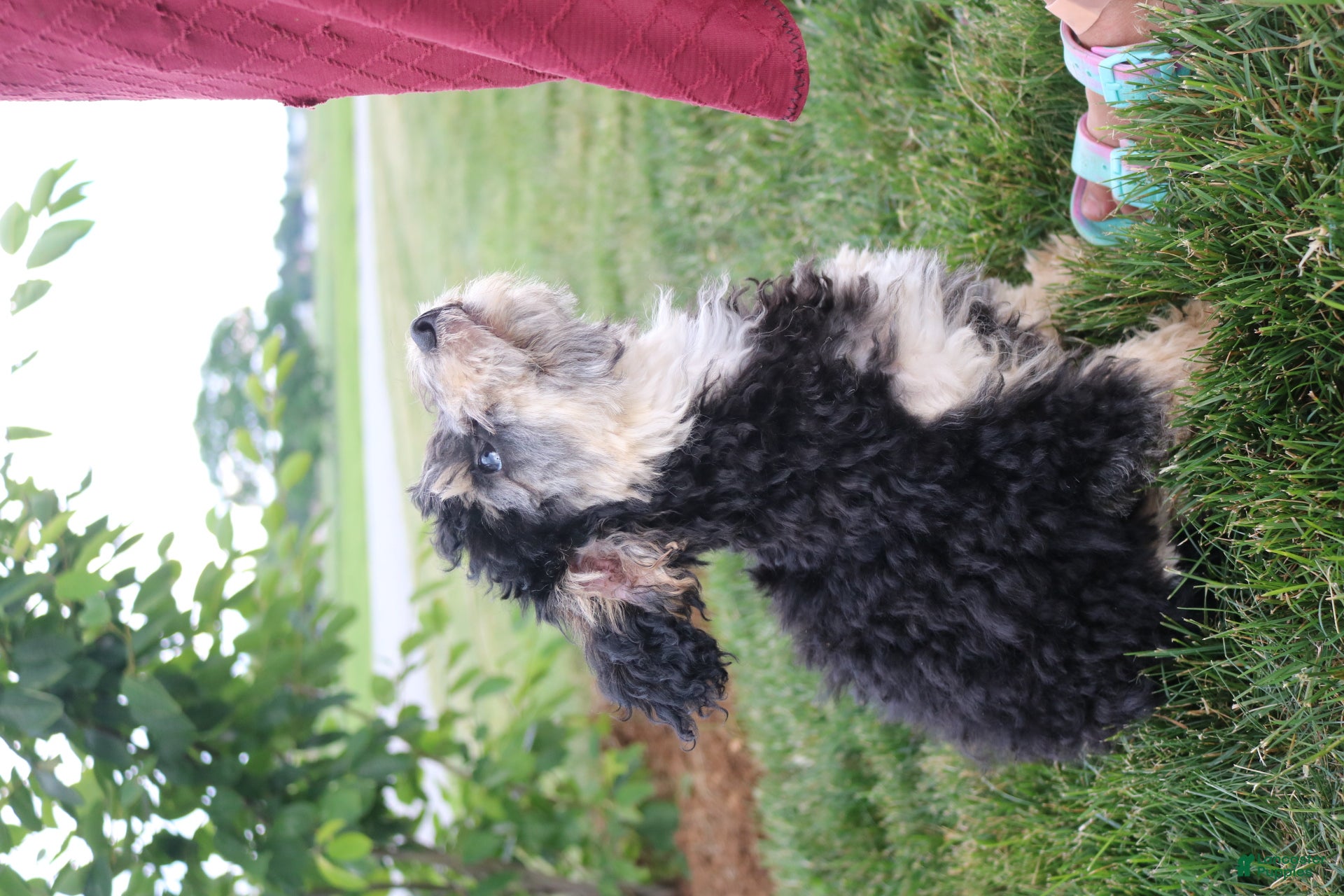 Toy Poodle dogs Silver - Ad 2