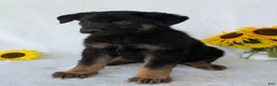 German Shepherd dogs for sale: Ben  - Ad 9