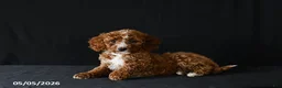 Miniature Poodle dogs for sale: Fairy - Ad 3