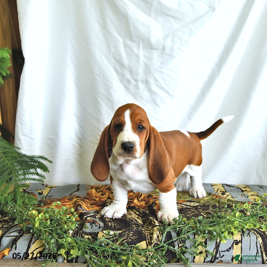Basset Hound dogs Lilly - Ad 1