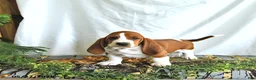 Basset Hound dogs for sale: Lilly - Ad 1