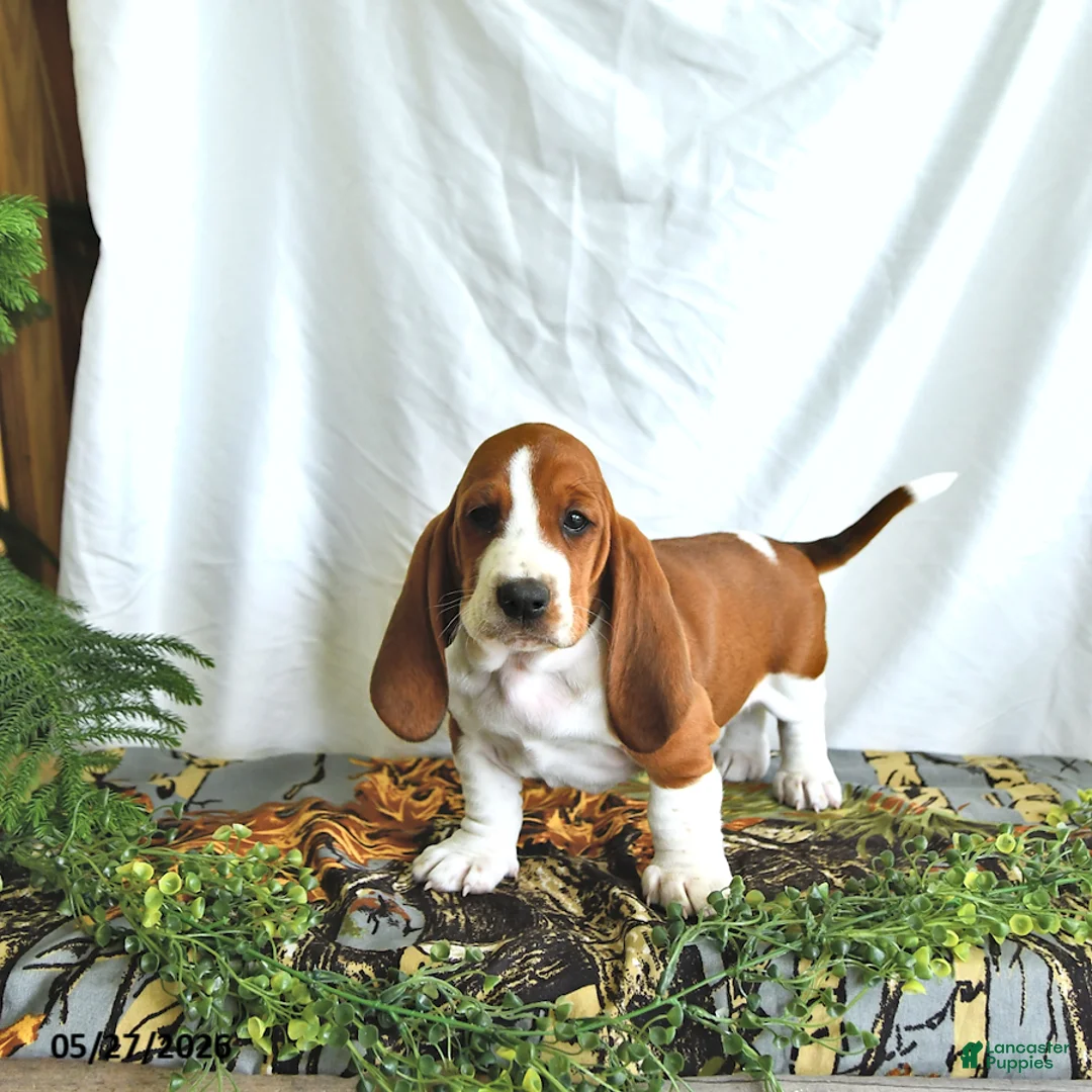 Basset Hound dogs for sale: Lilly - Ad 1