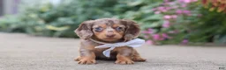 Miniature Dachshund dogs for sale: Rosie - Ad 3