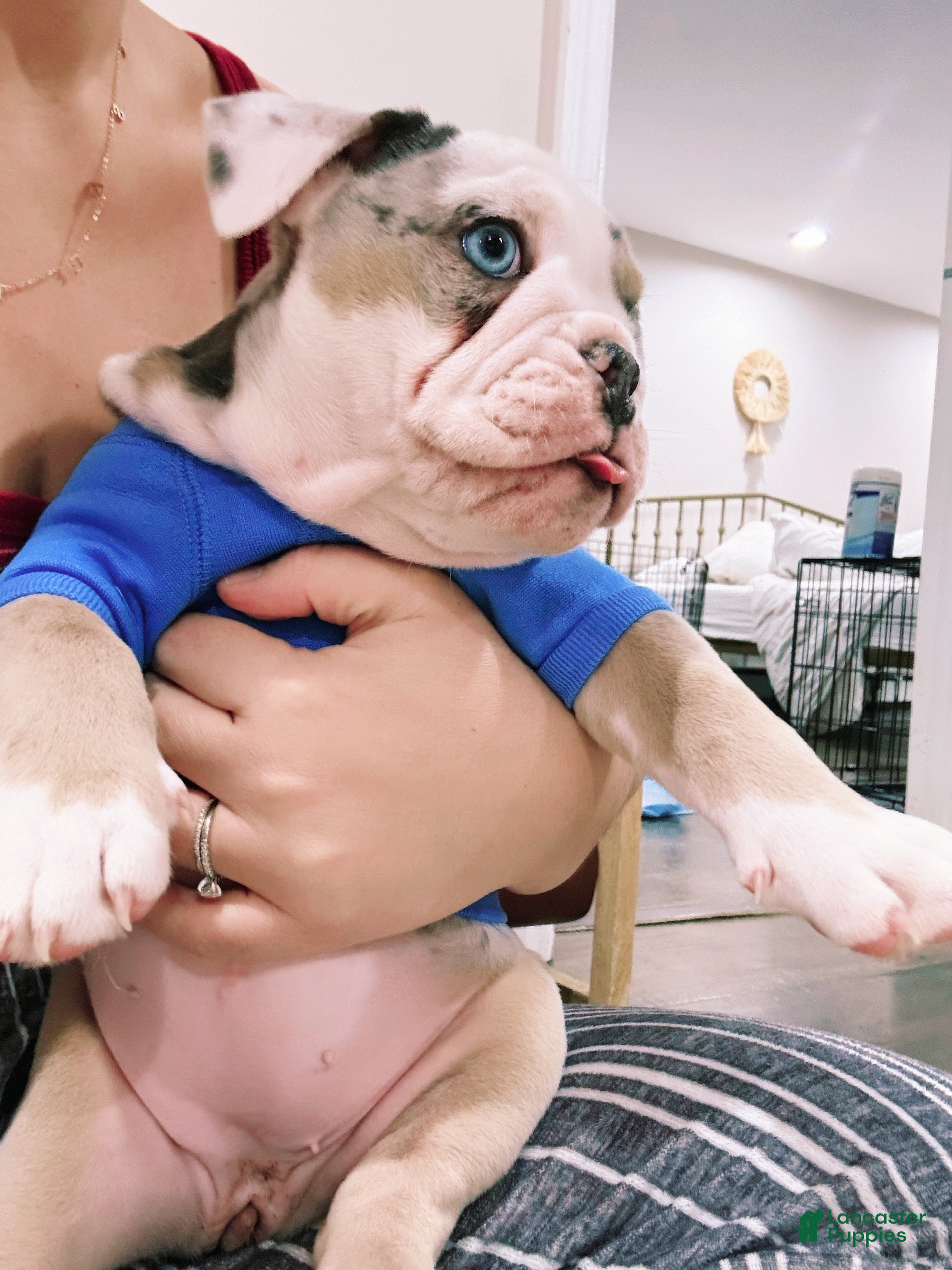 English Bulldog dogs Tri-merle English Bulldog Puppy vet noted heart murmur - Ad 21