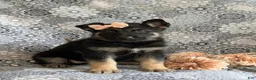 Mixed Breed dogs for sale: Brandy - Ad 3