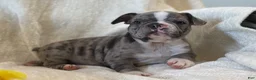 Frenchton dogs for sale: Damon - Ad 13