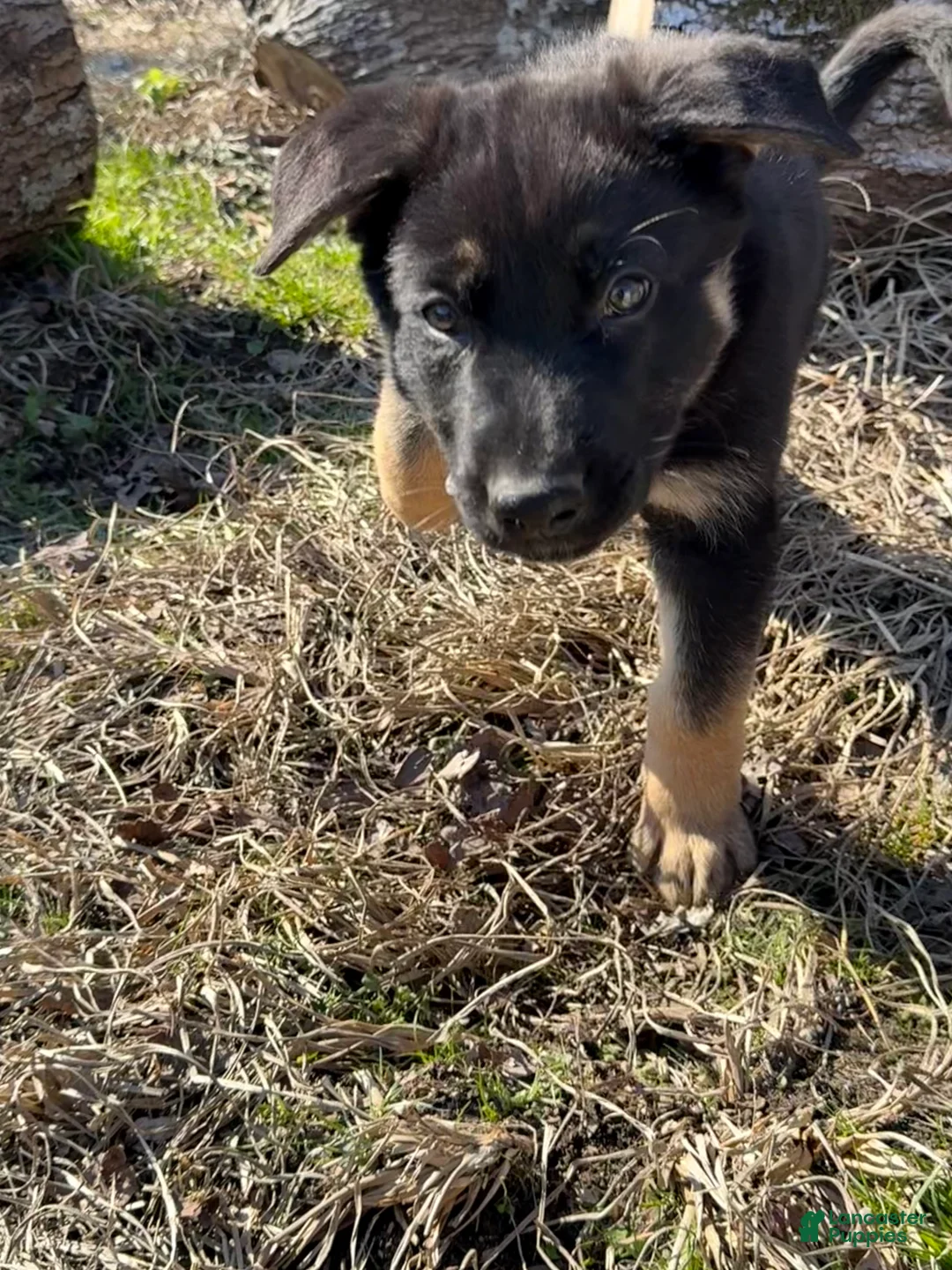 German Shepherd dogs for sale: Light blue - Ad 2