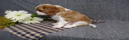 Cavalier King Charles Spaniel dogs for sale: Connor - Ad 6