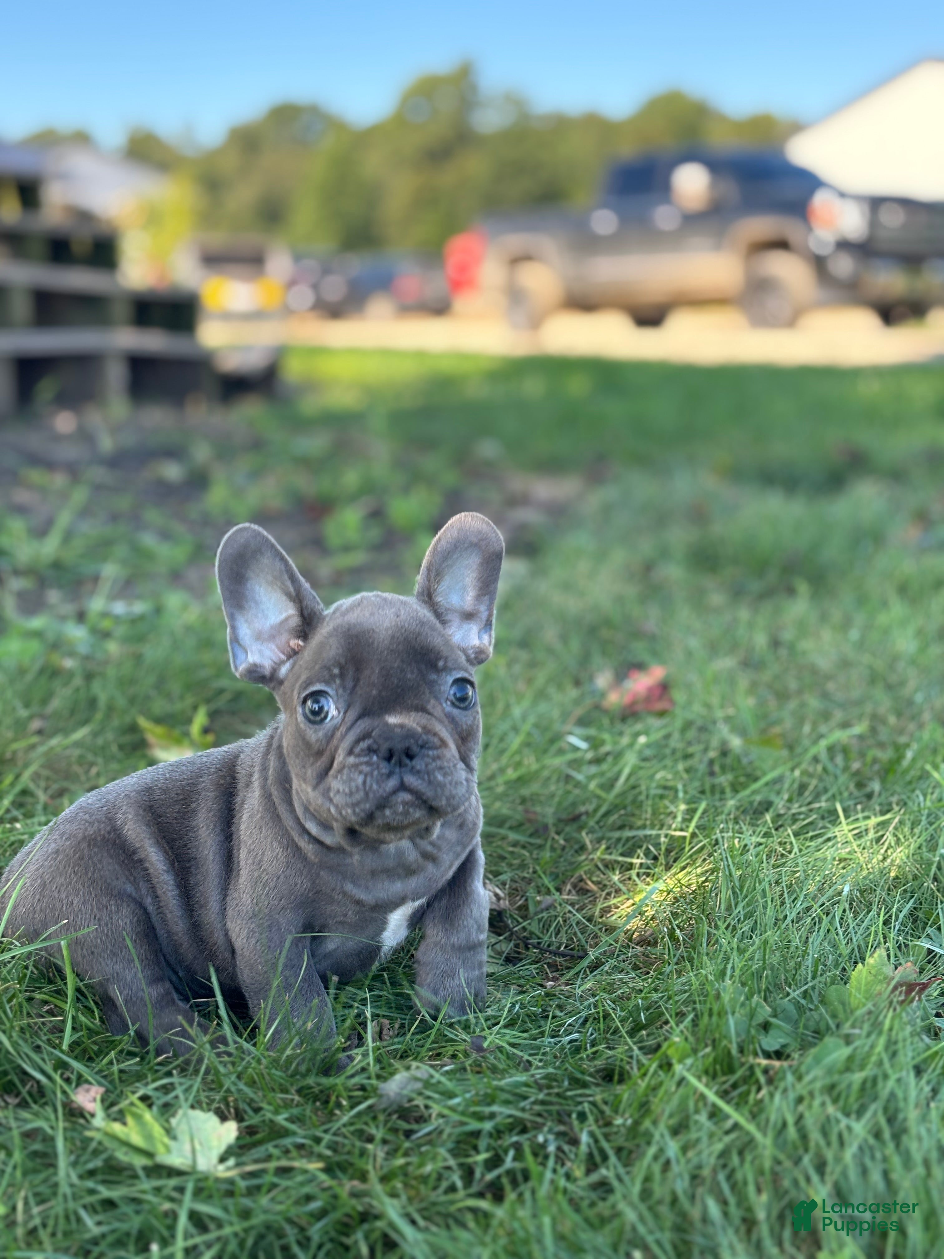 French Bulldog dogs Seth - Ad 2