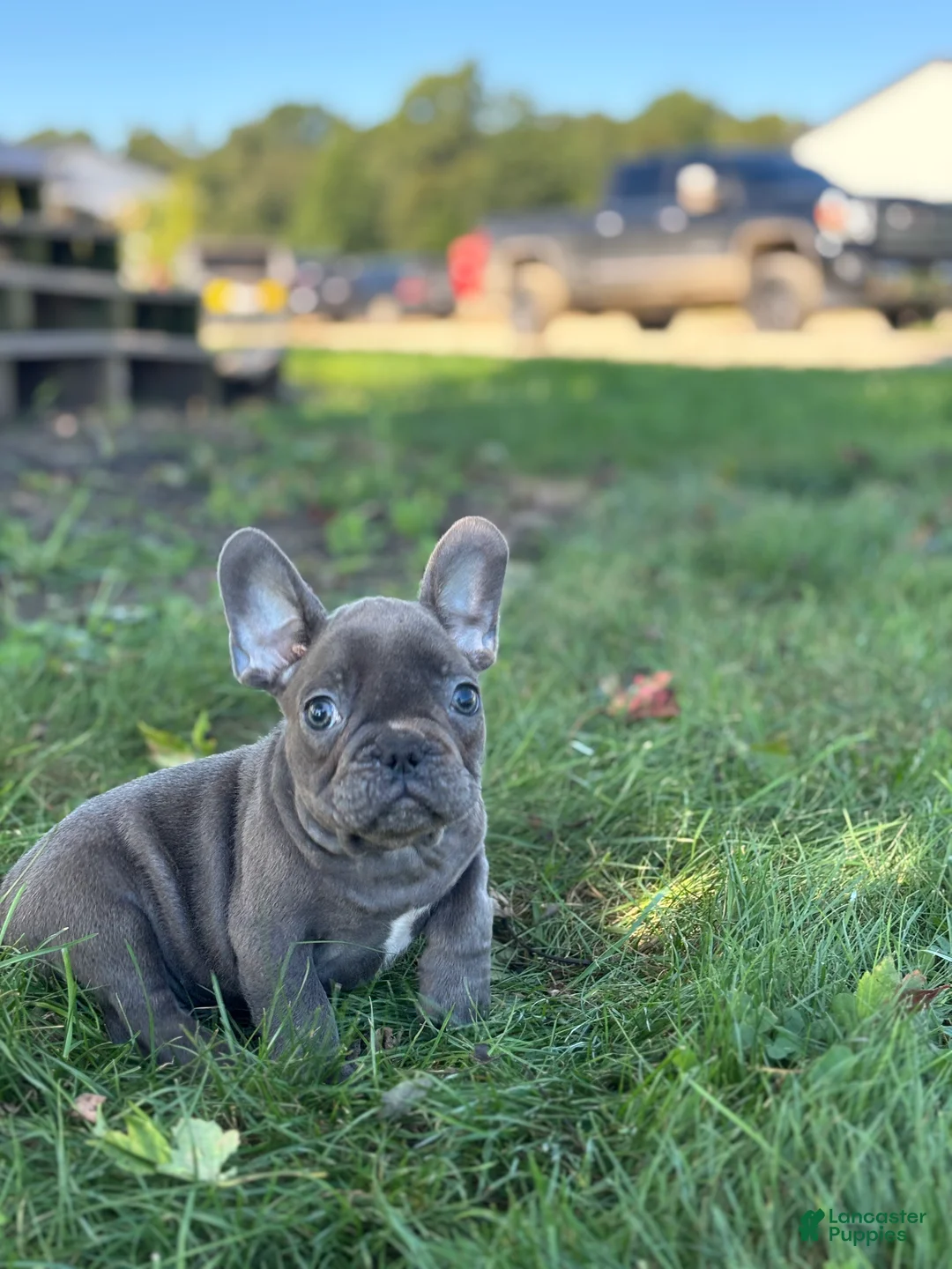 French Bulldog dogs for sale: Seth - Ad 2