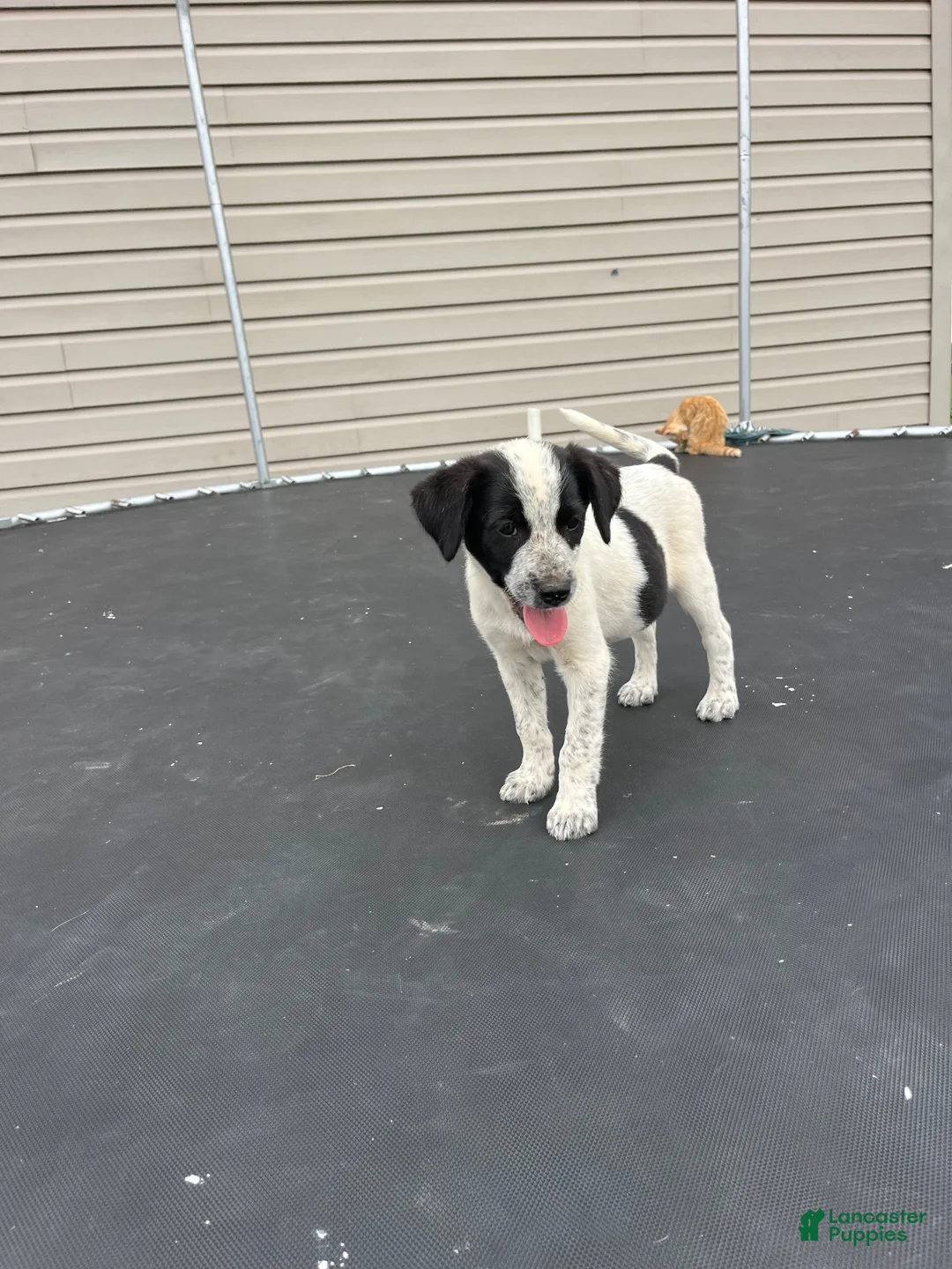 Mixed Breed dogs for sale: Mixed Breed 1 - Ad 2