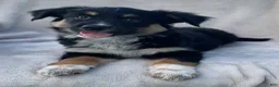 Mixed Breed dogs for sale: Sammy - Ad 3