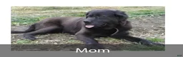 Newfoundland dogs for sale: Annie - Ad 6