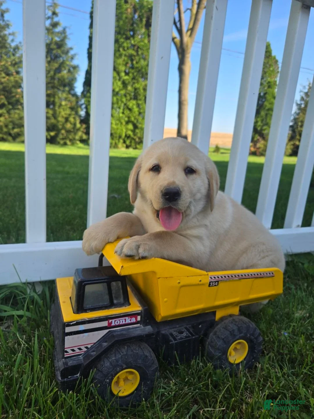 Labrador Retriever dogs for sale: Buddy - Ad 1
