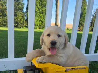 Labrador Retriever dogs for sale: Buddy - Ad 2