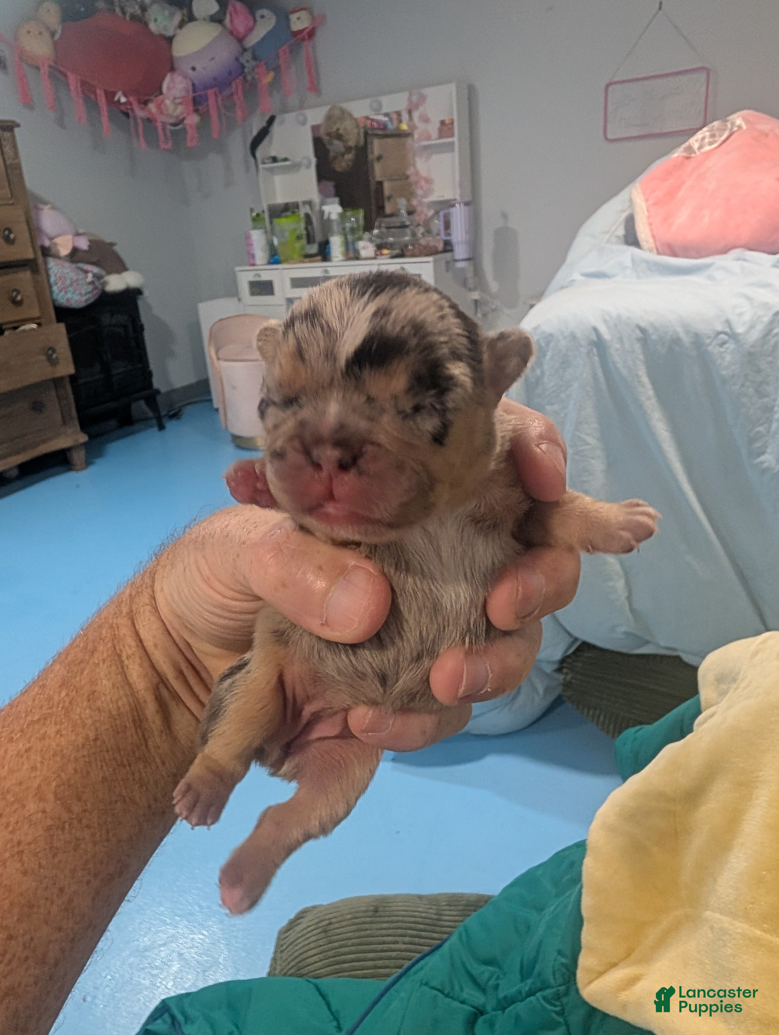 French Bulldog dogs for sale: French Bulldog 3 - Ad 36