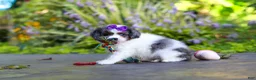 Cavapoo dogs for sale: Katie - Ad 9