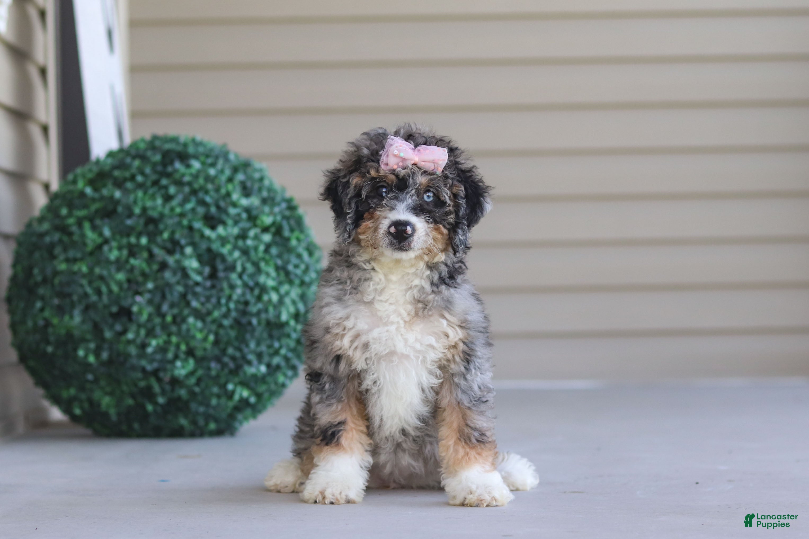Mini Bernedoodle dogs Grace - Ad 1