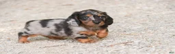 Miniature Dachshund dogs for sale: Avonlea Miniature Dachshund  - Ad 5