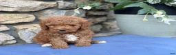 Miniature Poodle dogs for sale: Major - Ad 14