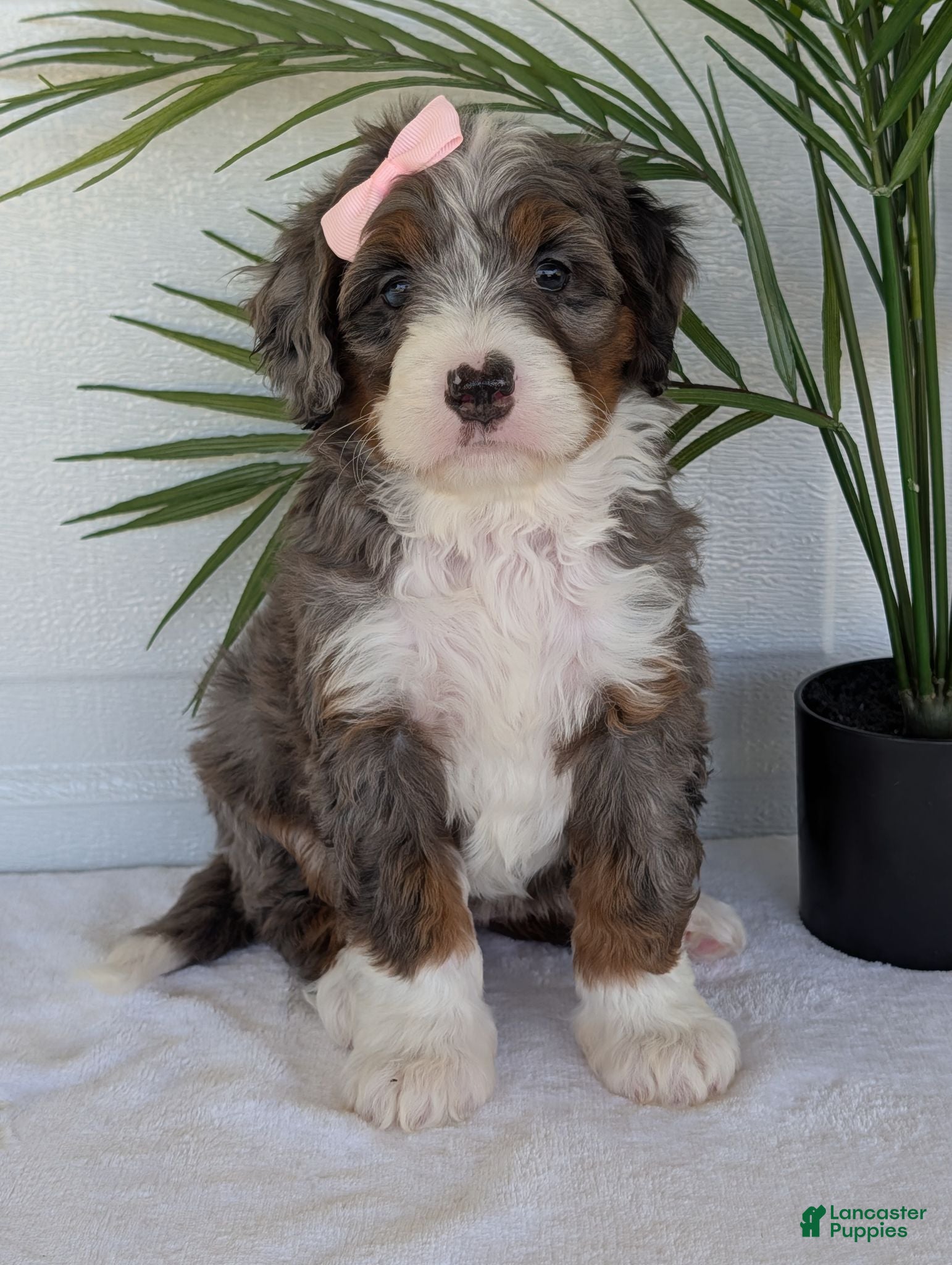 Mini Bernedoodle dogs Mini Ivy  - Ad 3