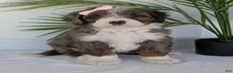 Mini Bernedoodle dogs for sale: Mini Ivy  - Ad 1