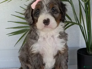 Mini Bernedoodle dogs Mini Ivy - Ad 3