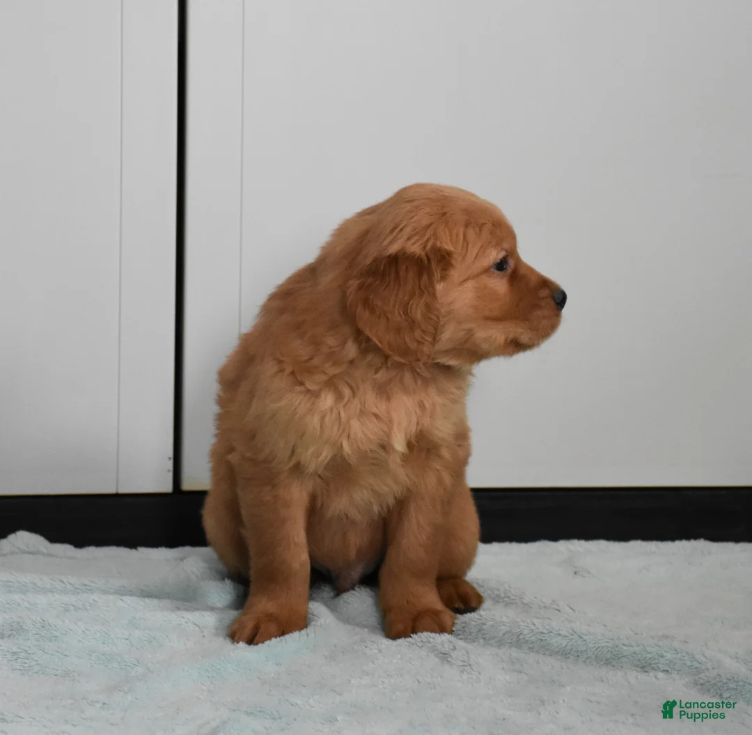 Golden Retriever dogs for sale: Dallas Genetic/OFA - Ad 14