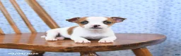 Jack Russell Terrier dogs for sale: Coconut - Ad 3