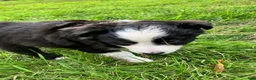 Miniature Australian Shepherd dogs for sale: Mopsy  - Ad 2