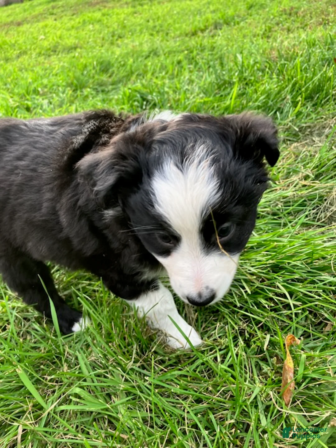 Miniature Australian Shepherd dogs for sale: Mopsy  - Ad 2