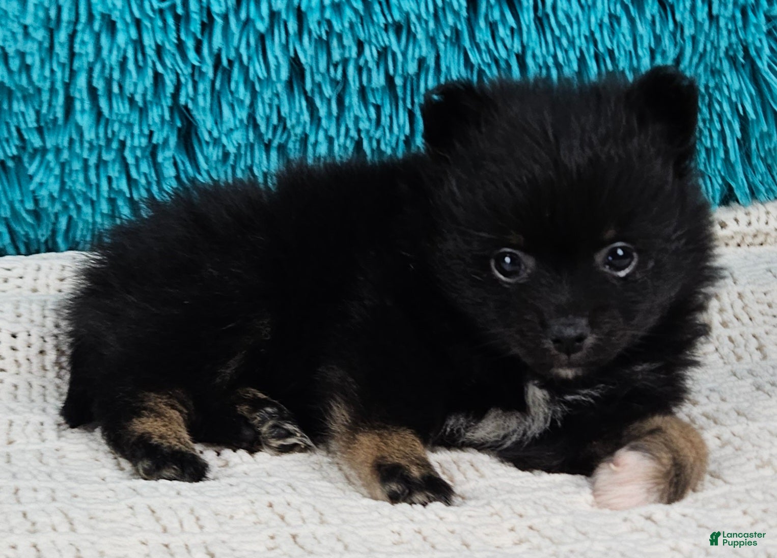 Pomeranian dogs Cocoa  - Ad 2